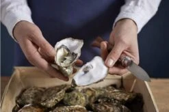 Opinel Oyster Knife No 09 16 Opinel Oyster Knife No 09 -Knives and Tools OP001616 07 opinel oestermes op001616 08 1